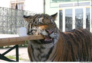 Tiger poses II 0060