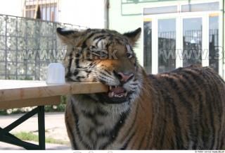 Tiger poses II 0061