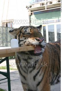 Tiger poses II 0062