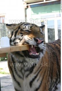 Tiger poses II 0063