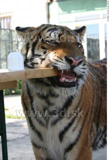 Tiger poses II 0064