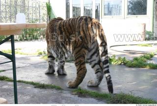 Tiger poses II 0066