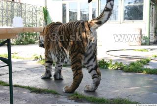 Tiger poses II 0067