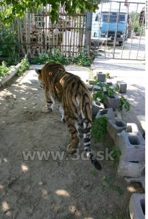 Tiger poses II 0069