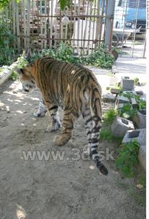 Tiger poses II 0070