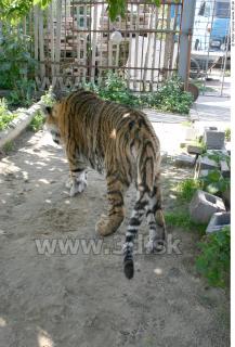 Tiger poses II 0071