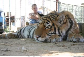 Tiger poses II 0072