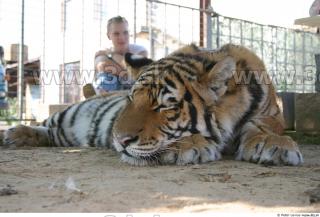 Tiger poses II 0073