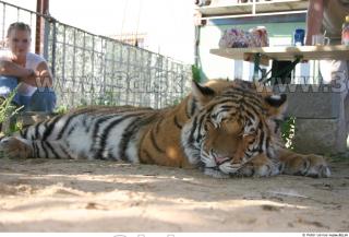 Tiger poses II 0076