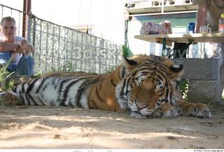 Tiger poses II 0077