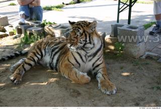 Tiger poses II 0078