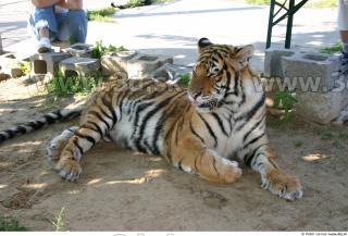 Tiger poses II 0079