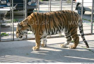 Tiger poses II 0080