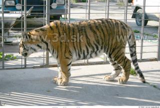 Tiger poses II 0081