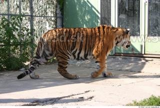 Tiger poses II 0082