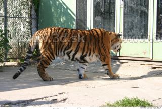 Tiger poses II 0083