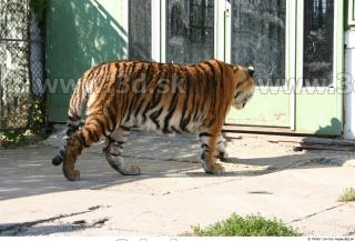 Tiger poses II 0084