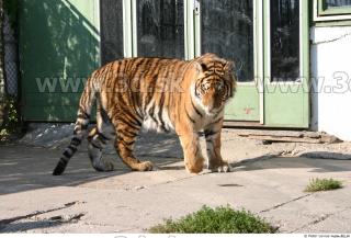 Tiger poses II 0085