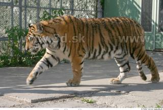 Tiger poses II 0086