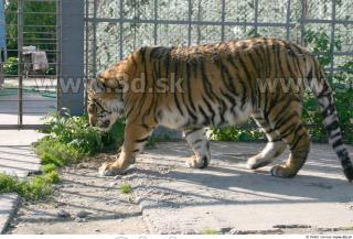 Tiger poses II 0087