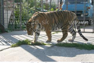 Tiger poses II 0088