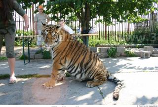 Tiger poses II 0089