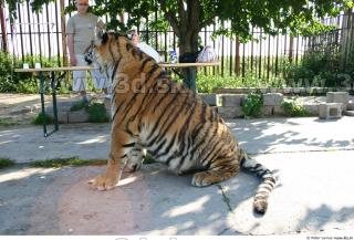 Tiger poses II 0090