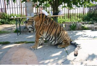 Tiger poses II 0091