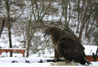 Buteo 0005