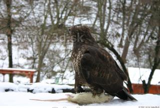 Buteo 0006