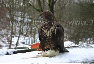 Buteo 0008