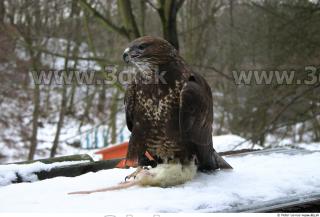 Buteo 0009