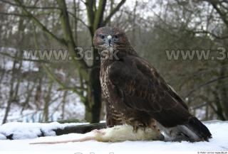 Buteo 0022