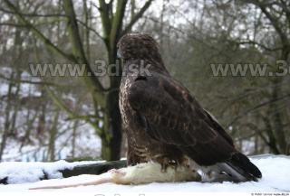 Buteo 0023