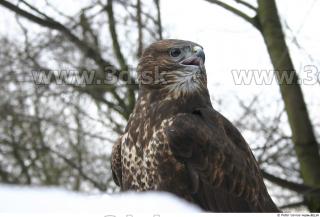 Buteo 0025