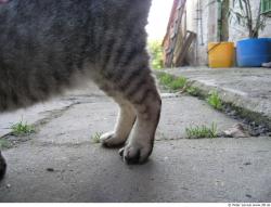 Leg Cat