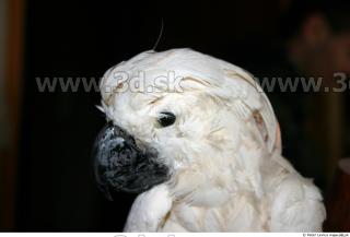 Parrot 0009