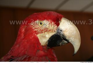 Parrot 0025