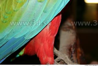 Parrot 0034