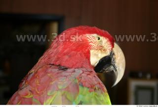 Parrot 0051