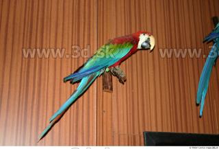 Parrot 0060