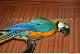 Parrot 0061