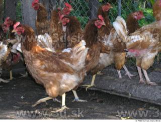 Hen 0045