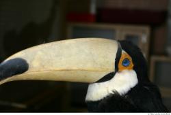 Nose Toucan