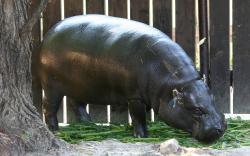 Whole Body Hippopotamus