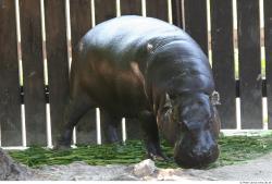 Whole Body Hippopotamus