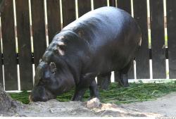 Whole Body Hippopotamus