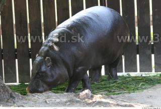 Hippopotamus 0003