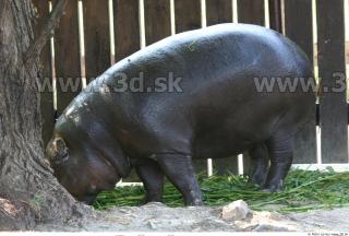 Hippopotamus 0004