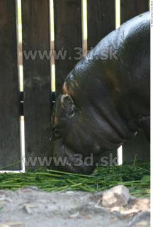 Hippopotamus 0005